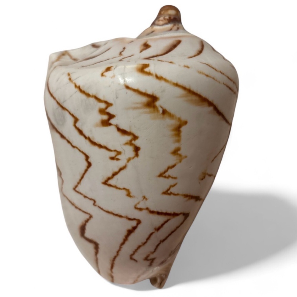 Cymbiola Nobilis Volute Seashell 6-7” Natural Pattern Collectible Decor Art